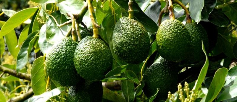 Avocado Fruit Plantation Project